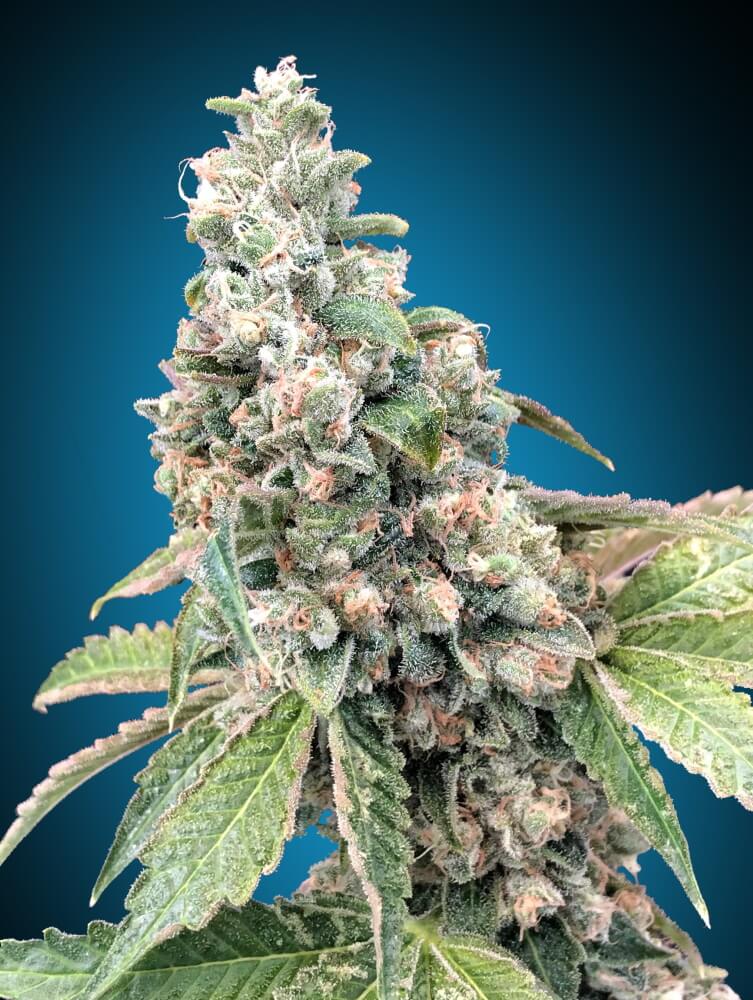 00 Seeds Harlequin CBD Feminised Seeds seed packaging