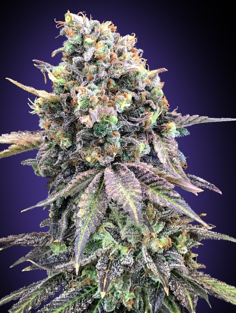 00 Seeds Purple Punch Feminised Seeds seed packaging