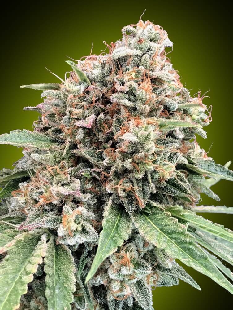00 Seeds Sweet Critical 2.0 Feminised Seeds seed packaging