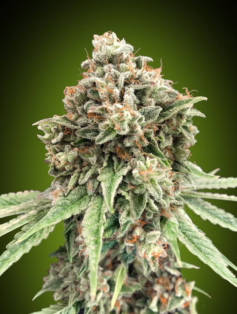00 Seeds Sweet Critical FAST Feminised Seeds seed packaging