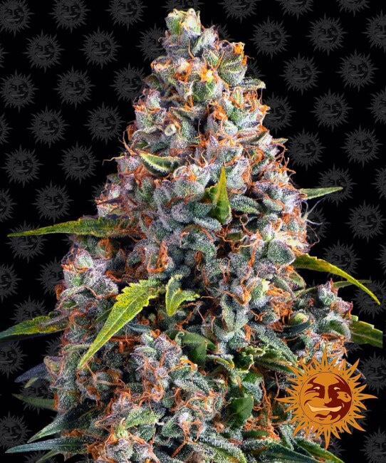 Barney's Farm Strawberry Cheesecake Auto Feminised Seeds seed packaging