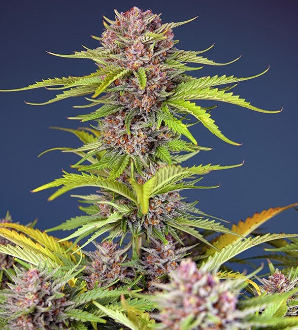 Sweet Seeds Mimosa Bruce Banner XL Auto Feminised Seeds seed packaging