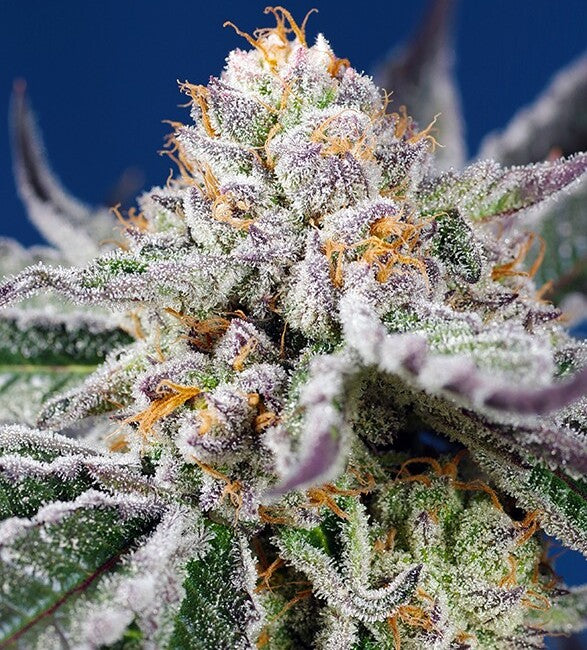Sweet Seeds Orange Apricot Glue XL Auto Feminised Seeds seed packaging