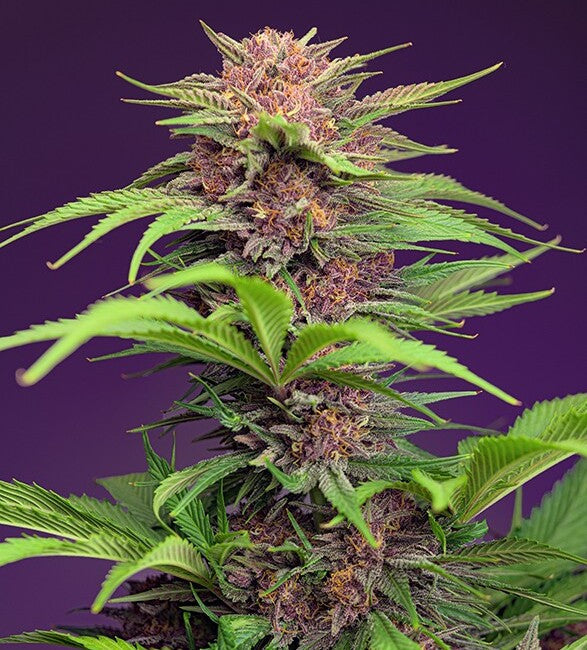 Sweet Seeds Red Mimosa XL Auto Feminised Seeds seed packaging