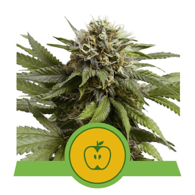 Royal Queen Seeds Apple Fritter Auto Feminised Seeds seed packaging