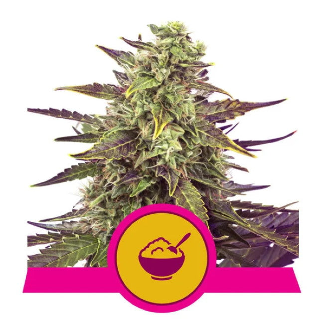 Royal Queen Seeds Cereal Milk Feminised Seeds seed packaging