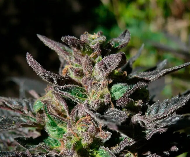 00 Seeds Grand Daddy Purple Feminised Seeds seed packaging