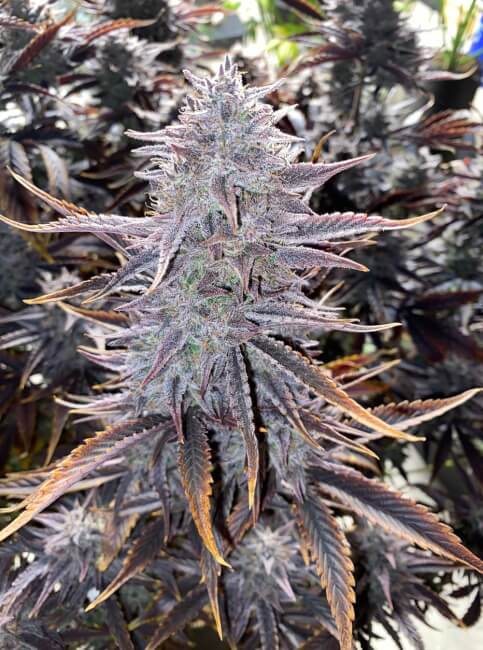 Mephisto Genetics Ghost Toof Auto Feminised Seeds seed packaging