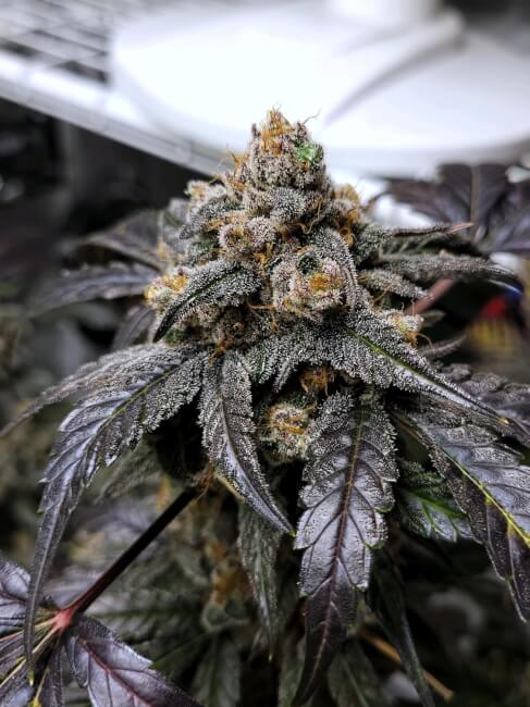 Mephisto Genetics Ravenberry Auto Feminised Seeds seed packaging