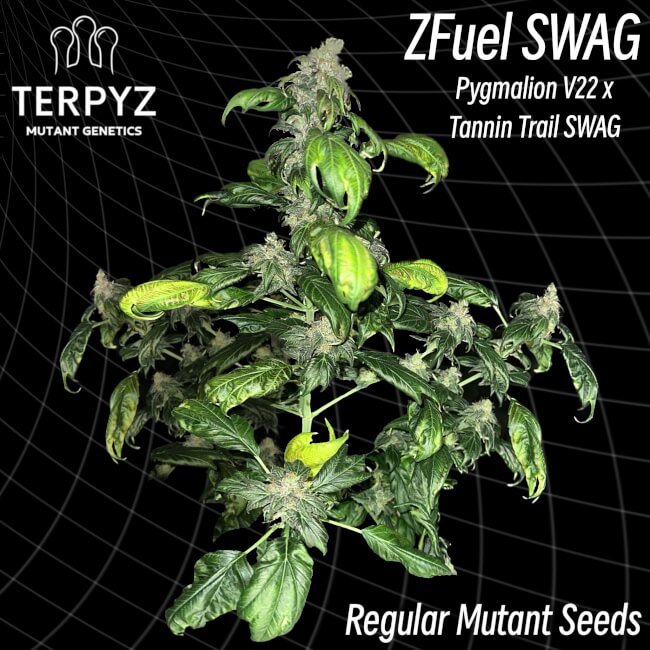 TerpyZ Mutant Genetics Zfuel Swag Regular Seeds seed packaging