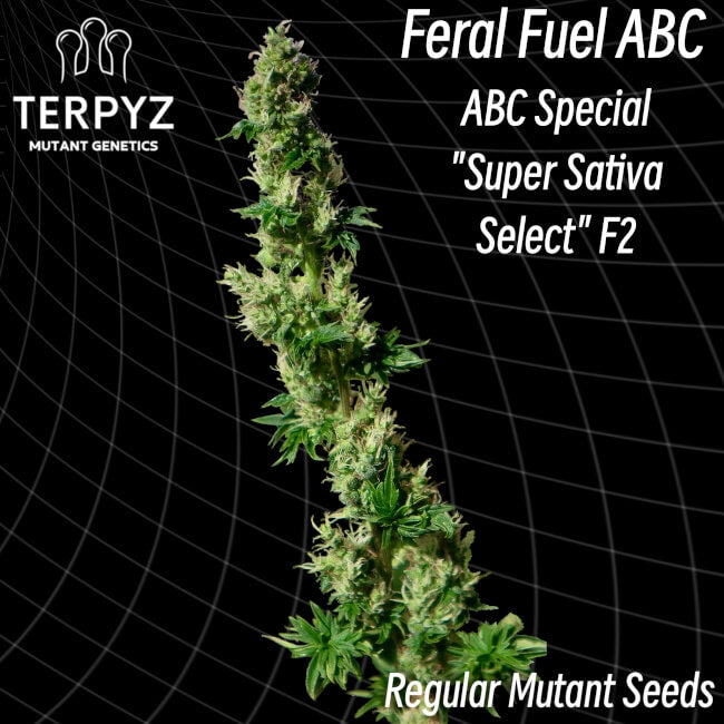 TerpyZ Mutant Genetics Feral Fuel ABC Regular Seeds seed packaging