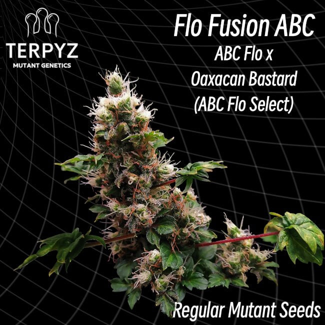 TerpyZ Mutant Genetics Flo Fusion ABC Regular Seeds seed packaging