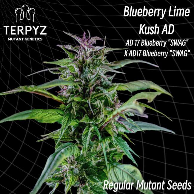 TerpyZ Mutant Genetics Blueberry Lime Kush AD Regular Seeds seed packaging