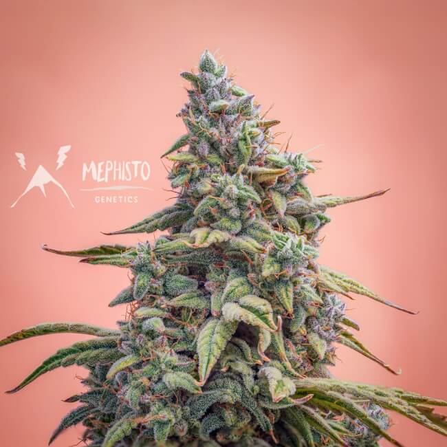 Mephisto Genetics Canna-Cheese CBD 1:1 Auto Feminised Seeds seed packaging