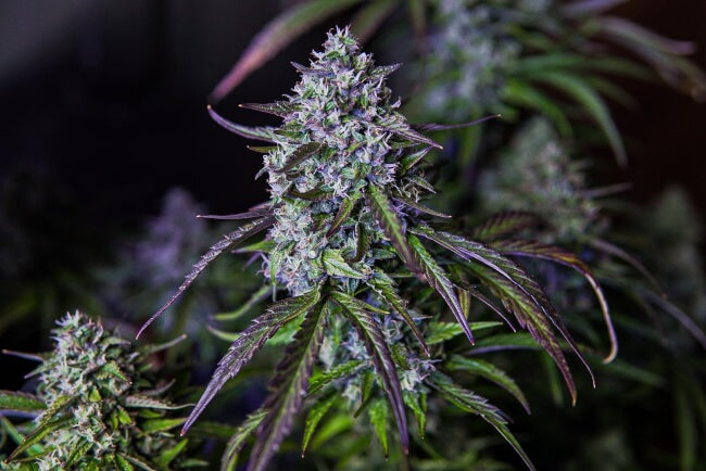 Mephisto Genetics 3Wok OG Auto Feminised Seeds seed packaging