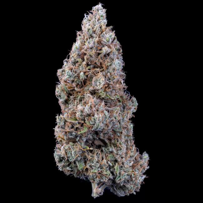 Mephisto Genetics Crème Bubbly Auto Feminised Seeds seed packaging