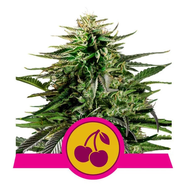 Royal Queen Seeds Cherry Pie Feminised Seeds seed packaging