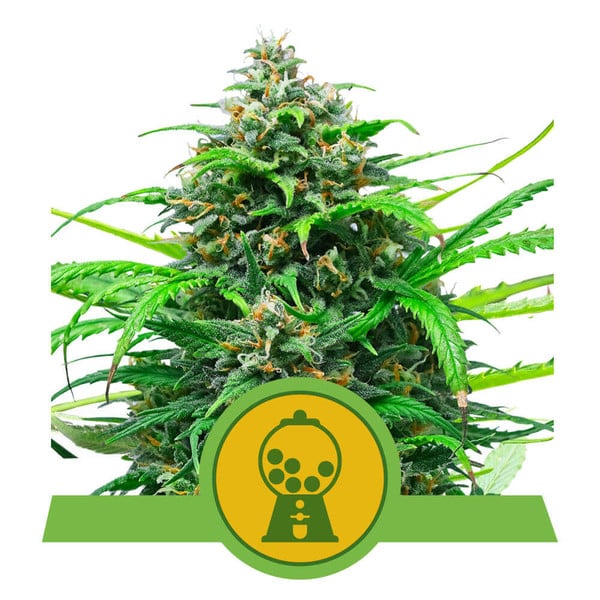 Royal Queen Seeds Pink Runtz Auto Feminised Seeds seed packaging
