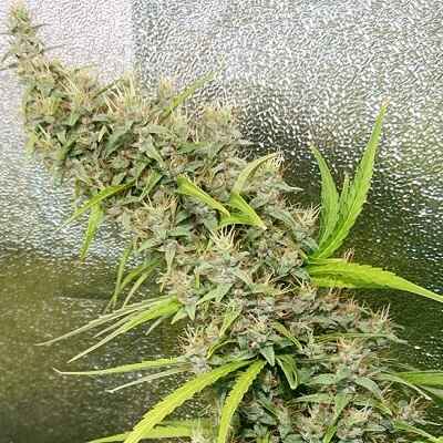 Ace Seeds Thai x Panama Regular Seeds seed packaging