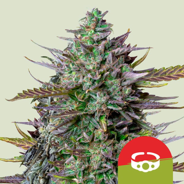 Royal Queen Seeds GOAT'lato Auto Feminised Seeds seed packaging
