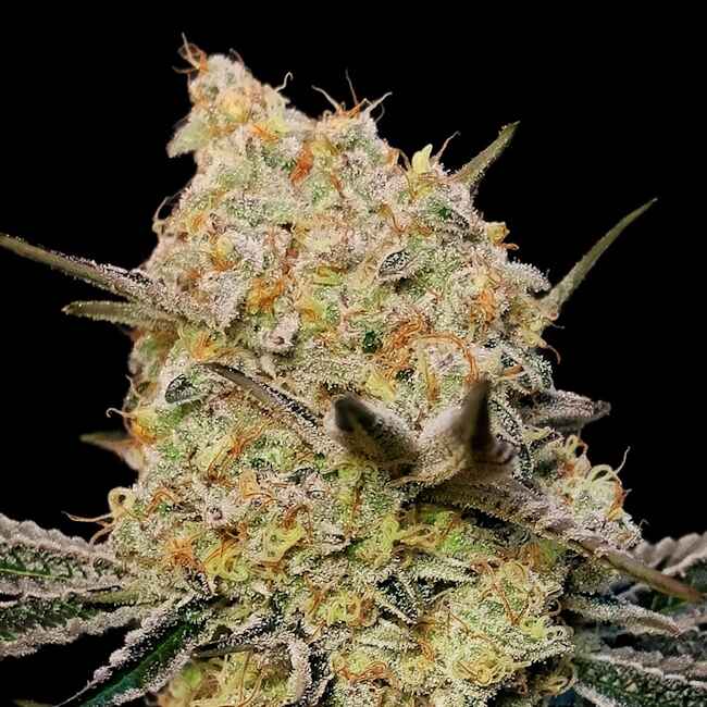 00 Seeds Gelato Mint Feminised Seeds seed packaging