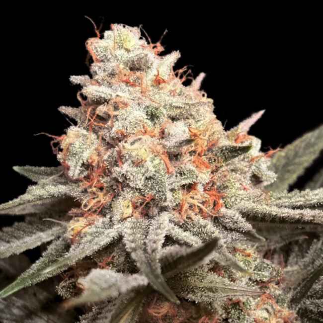 00 Seeds Rainbow Mints Feminised Seeds seed packaging