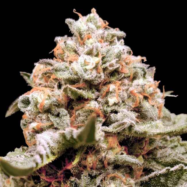 00 Seeds Rainbow Mints Auto Feminised Seeds seed packaging