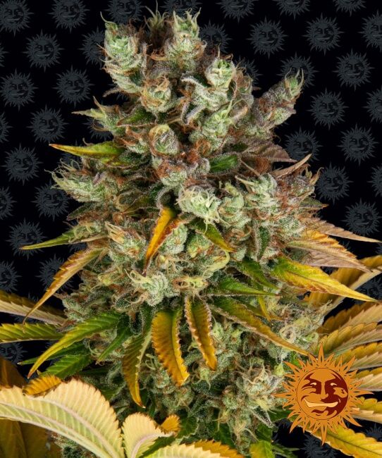 Barney's Farm GMO Feminised Seeds seed packaging