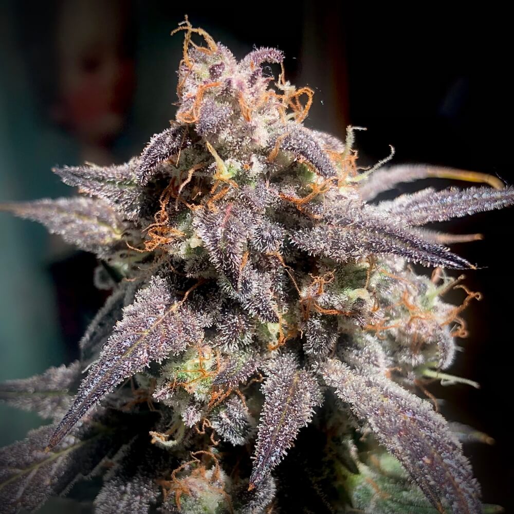 Mephisto Genetics Super Orange Haze Auto Feminised Seeds seed packaging