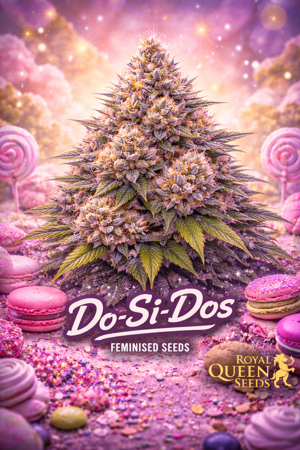 Do-Si-Dos Feminised Seeds – Royal Queen Seeds — hyper-realistic cannabis plant with dense frosty purple-tinted buds and bright orange pistils; dreamy pastel candy-land background with macarons, lollipops and colourful sprinkles; bold purple Do-Si-Dos text at the bottom and gold Royal Queen Seeds logo; no cultivation imagery.