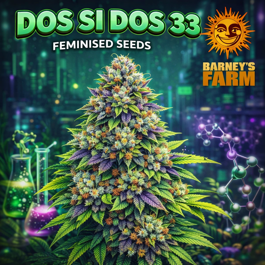 Dos Si Dos 33 Feminised Seeds by Barney’s Farm — high-detail promotional cannabis artwork with frosty multicoloured buds, stylised background and branded elements, created for UK seed collectors.