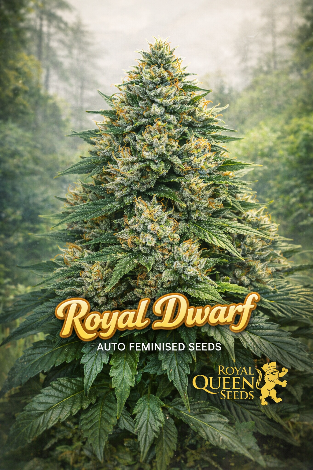 Royal Dwarf Auto cannabis plant with dense frosty green and orange buds, surrounded by broad dark-green leaves, set against a misty forest background, featuring the Royal Dwarf strain name in bold golden lettering and the Royal Queen Seeds logo.