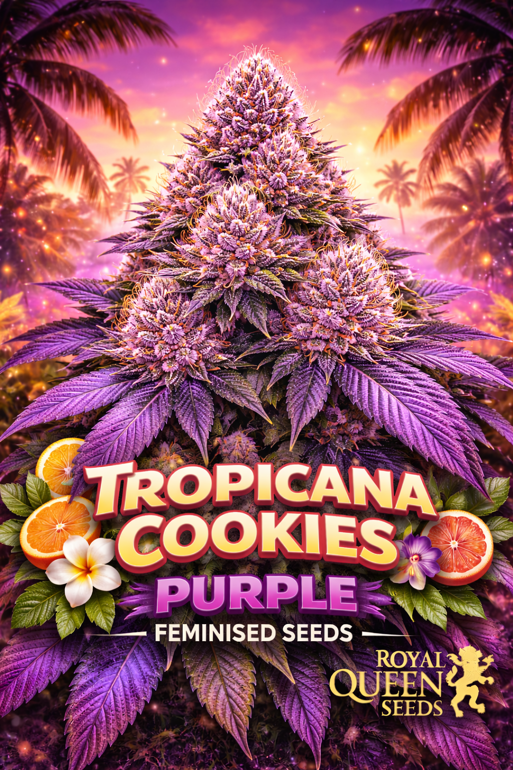 Hyper-realistic promotional image of a large purple Tropicana Cookies cannabis bud with dense trichomes and bright orange pistils, set against a tropical sunset with palm trees and glowing particles. Bold “Tropicana Cookies Purple Feminised Seeds” text appears at the bottom with tropical fruit and flower accents and the Royal Queen Seeds logo.