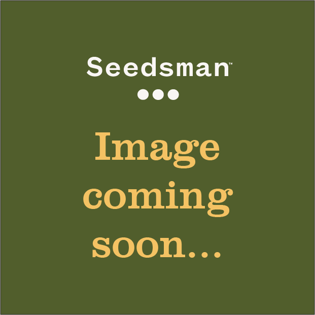 Mephisto Genetics Mephisto's Wedding Auto Feminised Seeds seed packaging