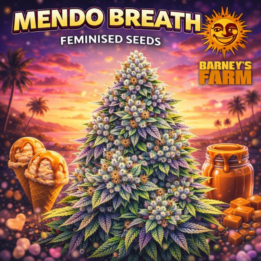 Mendo Breath Feminised Seeds by Barney’s Farm — detailed cannabis artwork featuring dense frosty buds with rich multicoloured tones, stylised background and branded design, created for UK seed collectors.