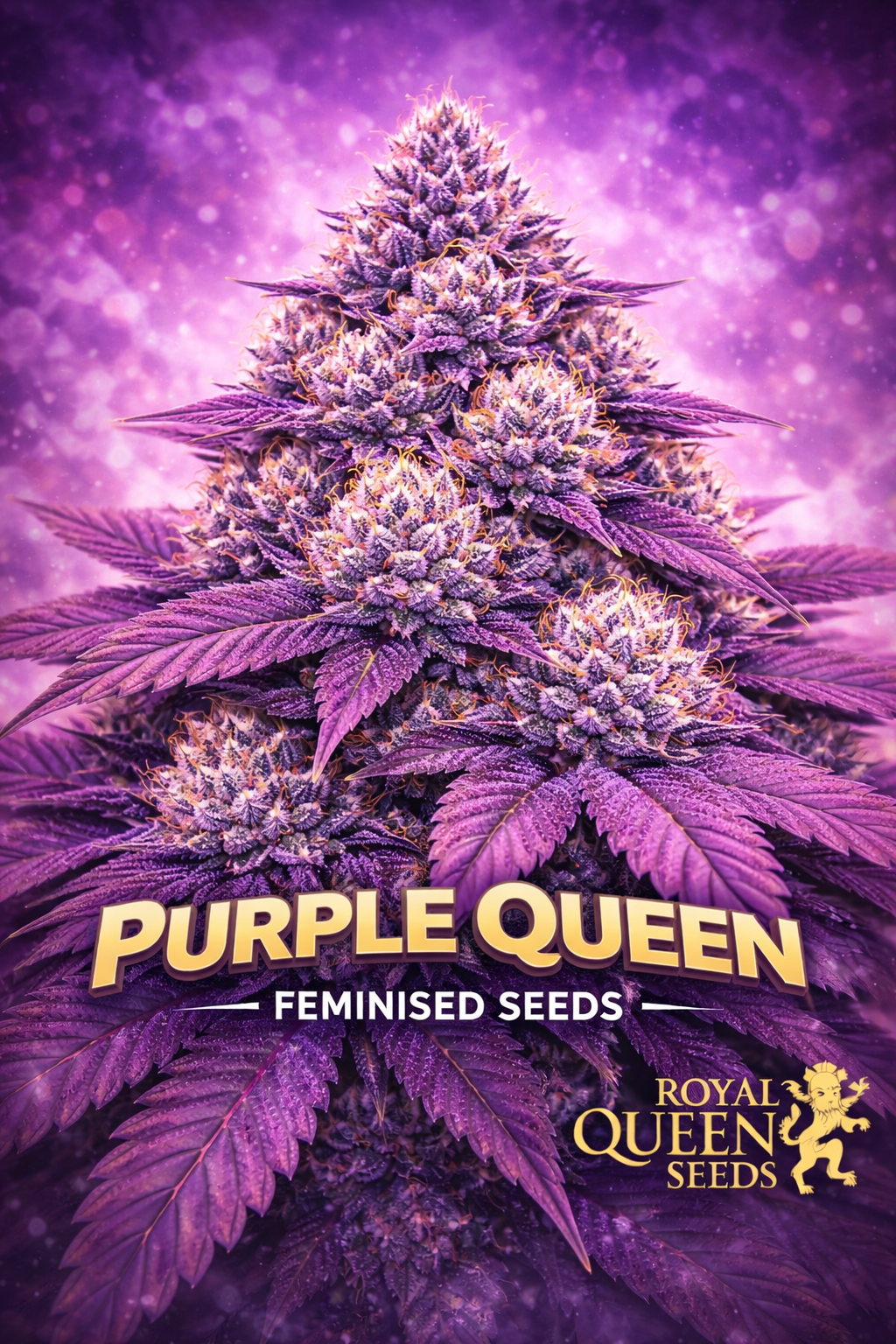 Hyper-realistic close-up of a frosty Purple Queen cannabis plant with dense deep-purple buds and bright orange pistils, set against a glowing purple background with soft bokeh. Bold “Purple Queen Feminised Seeds” text appears at the bottom with the Royal Queen Seeds logo.