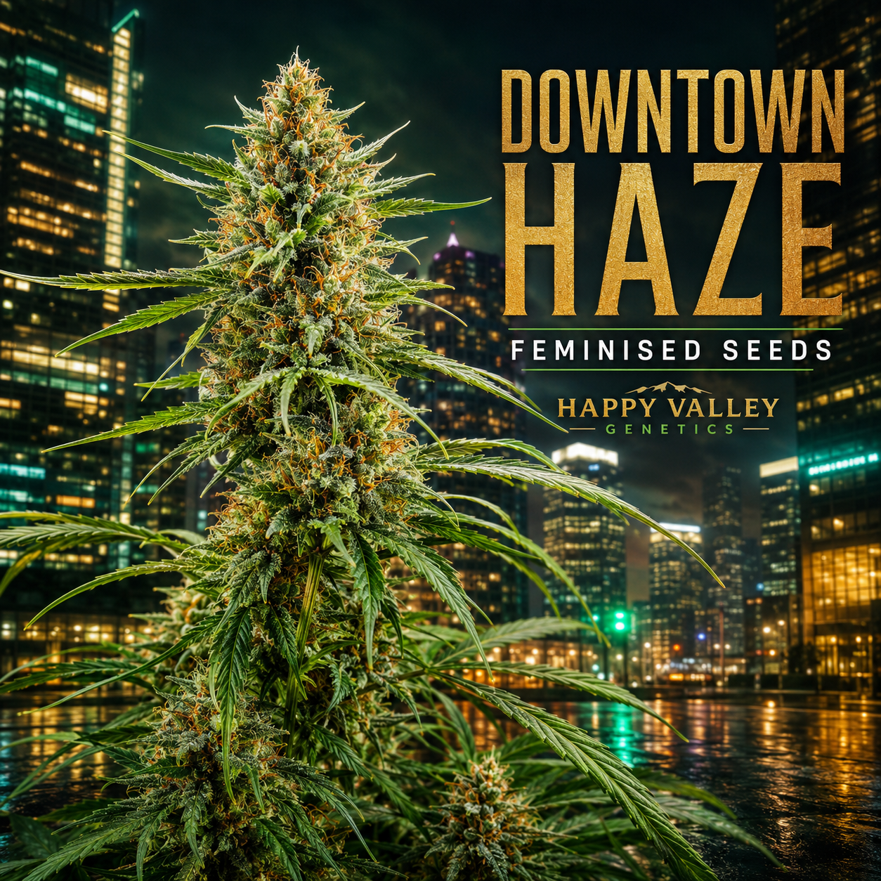 A large cannabis flower bud stands in front of a nighttime city skyline with glowing windows and wet reflections. Gold text on the right reads 'DOWNTOWN HAZE', with smaller text 'FEMINISED SEEDS' and 'HAPPY VALLEY GENETICS'.