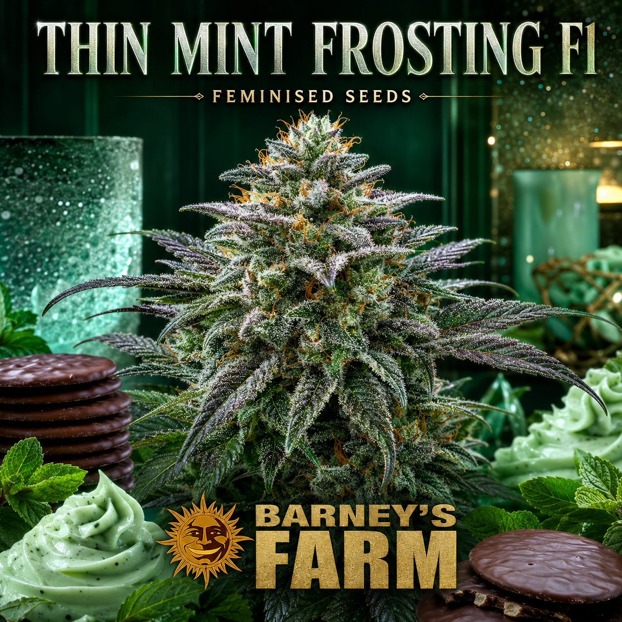 Promotional graphic for Barney's Farm Thin Mint Frosting F1 feminised seeds, featuring a large, heavily frosty cannabis bud in the center, surrounded by mint green frosting swirls, chocolate cookies, and green candles under the text 'THIN MINT FROSTING F1' and 'BARNEY'S FARM'.