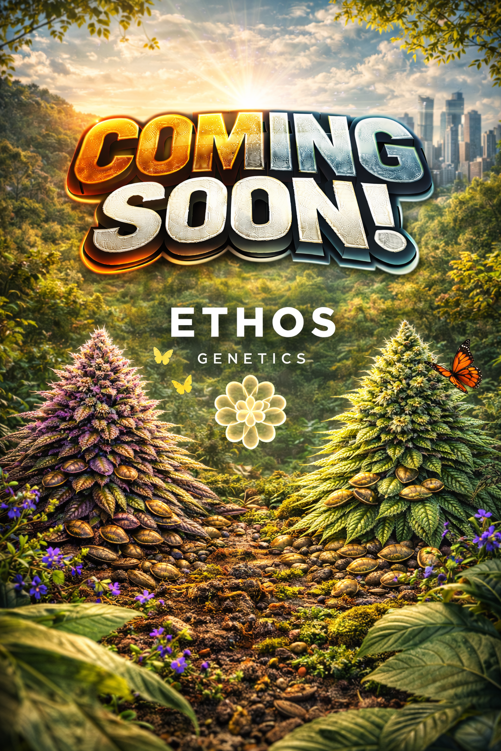 Grandpa's Stash R2 Feminised Seeds – Ethos Genetics – Ethos Genetics cannabis seeds (coming soon)