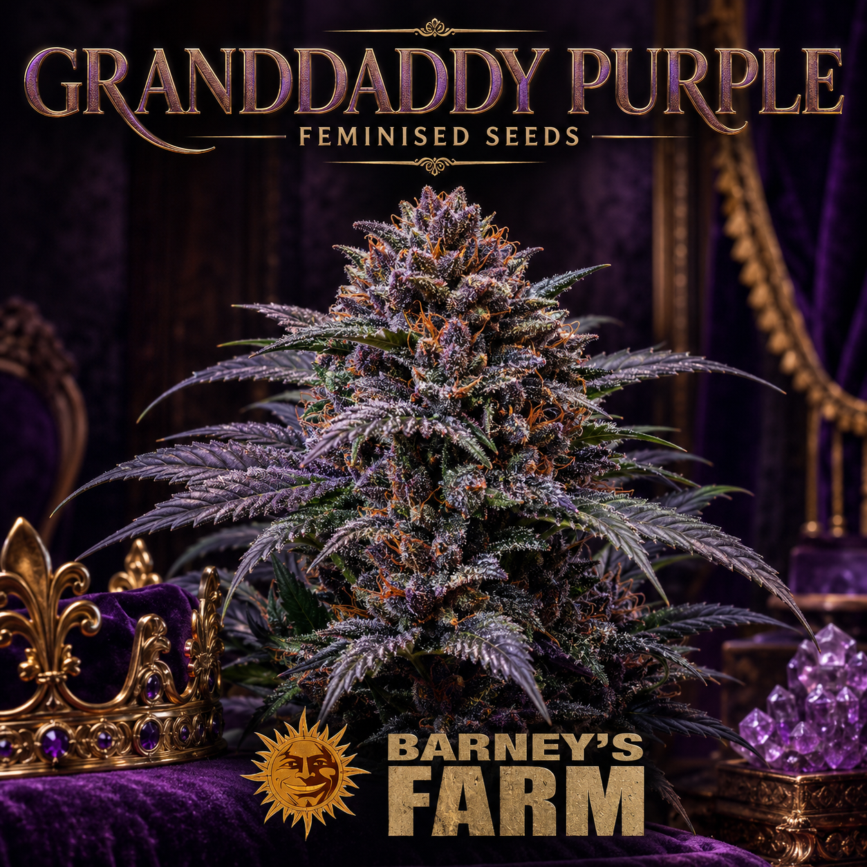 granddaddy purple plant image hd
