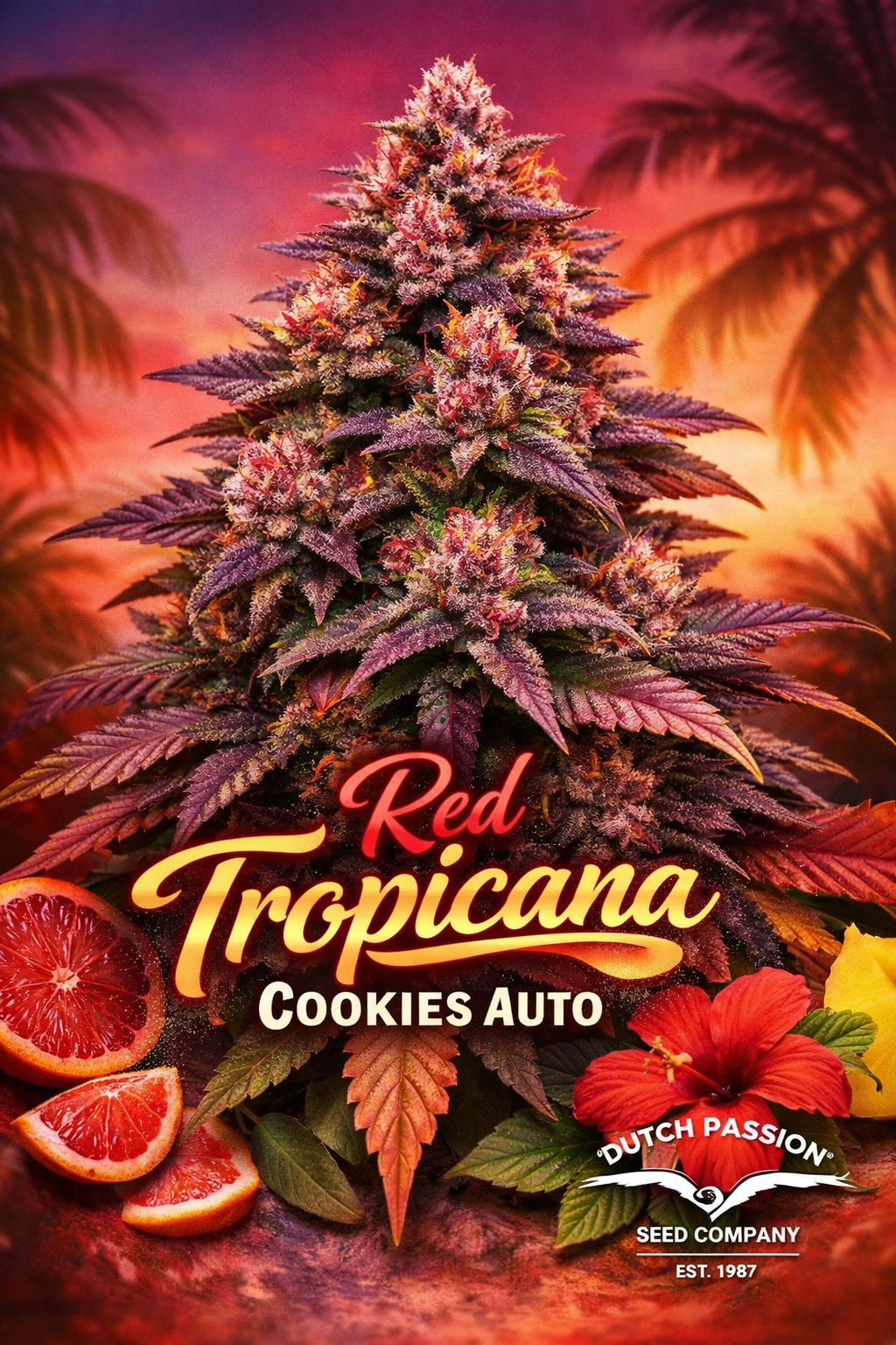 Hyper-realistic promotional artwork of Red Tropicana Cookies Auto cannabis plant with vibrant purple, red, and orange tones, detailed frosty buds, tropical sunset background, sliced blood oranges and hibiscus accents, bold strain name text at the bottom, and Dutch Passion logo displayed subtly.