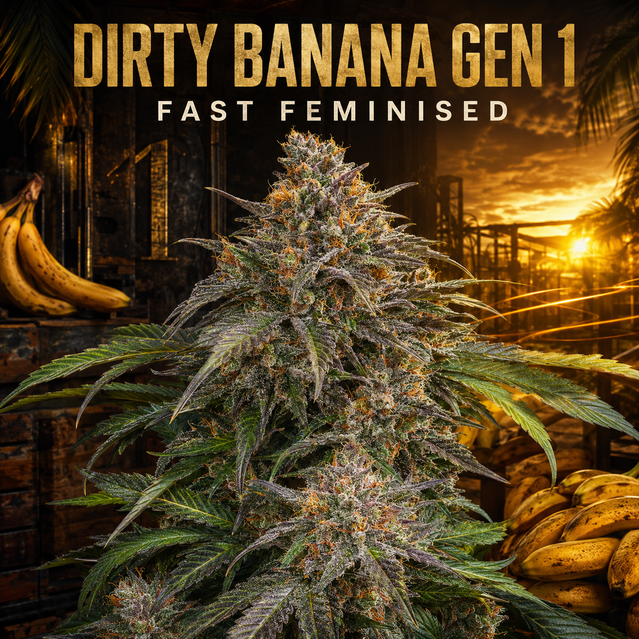 A large cannabis flower bud centered in a dark tropical-style setting with bananas on both sides and bold text reading 'DIRTY BANANA GEN 1 FAST FEMINISED' at the top.