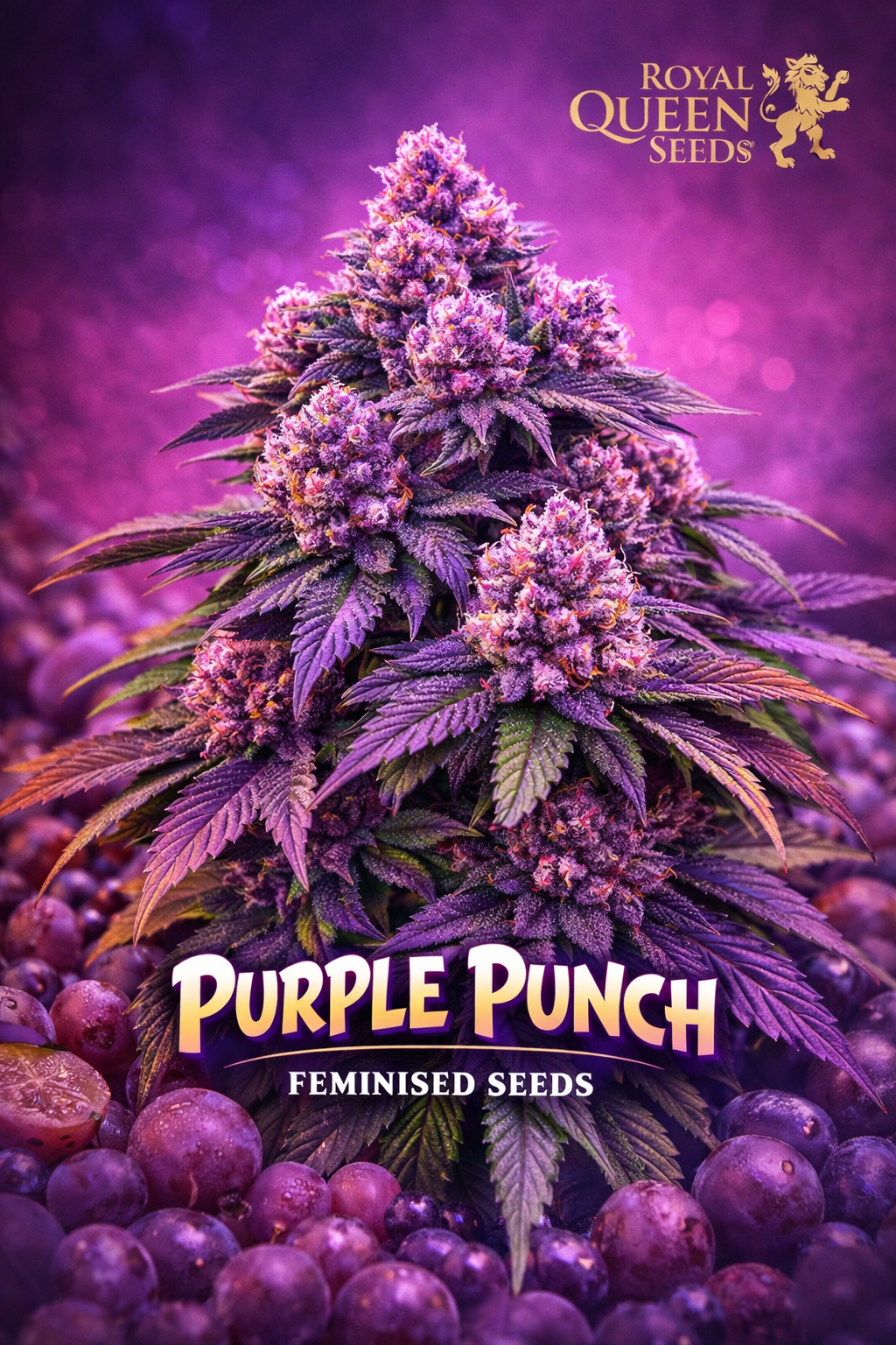 purple punch feminised cannabis plant with vibrant purple buds, frosty trichomes, lush green–violet leaves and a soft purple haze background featuring the royal queen seeds logo