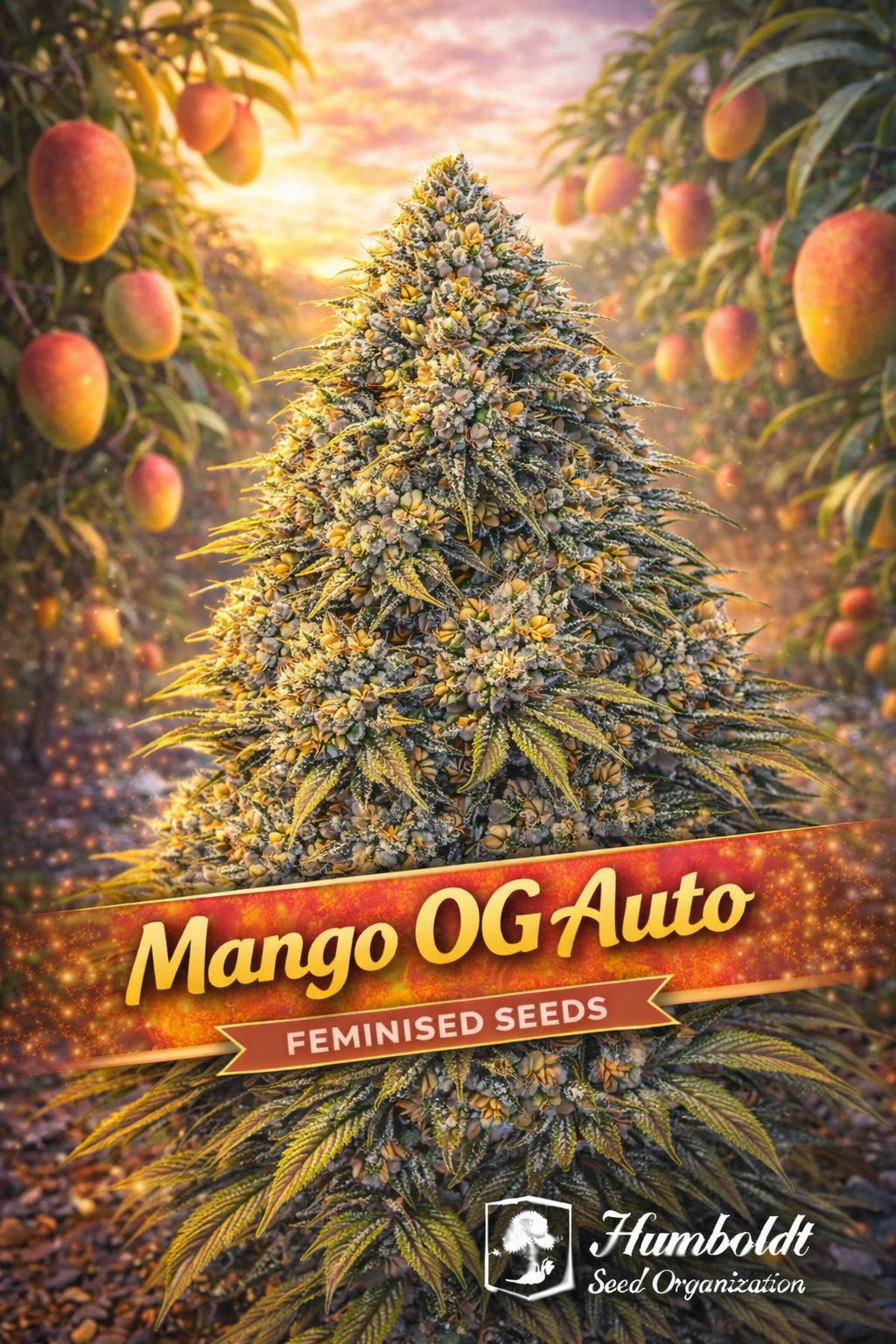 Mango OG Auto Feminised cannabis plant with dense frosty buds and yellow-orange tones, set in a tropical mango orchard at sunset with bold strain branding and the Humboldt Seed Organization logo.