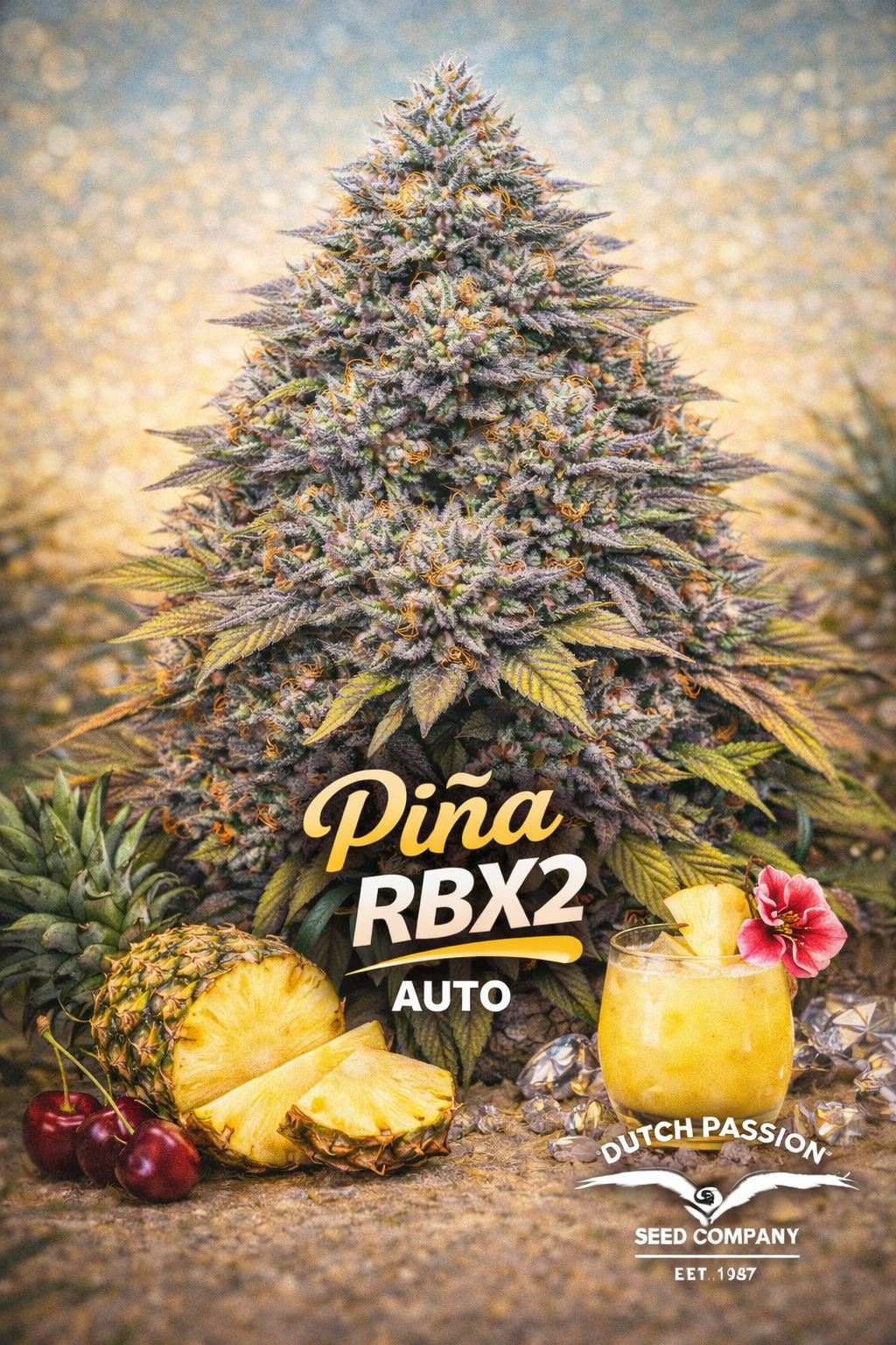 Hyper-realistic promotional artwork of Pina RBX2 Auto cannabis plant with dense frosty buds in green, yellow, and tropical tones. Background features warm blurred lighting. Pineapple slices, palm leaves, and subtle tropical accents appear at the bottom. Bold tropical-style strain name text and breeder branding are displayed clearly.