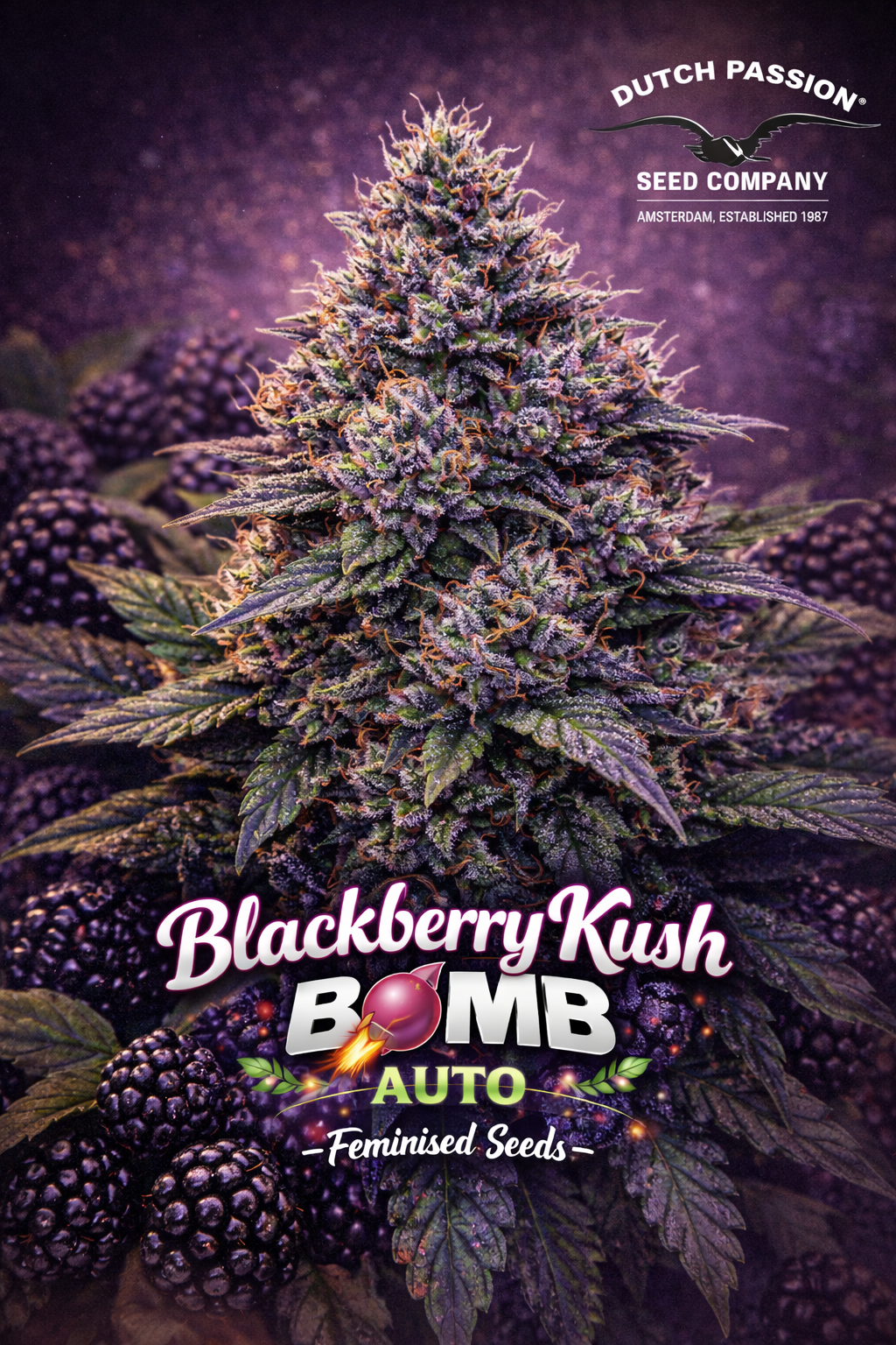 High-detail promotional artwork of Blackberry Kush Auto by Dutch Passion, featuring a resin-rich cannabis plant with deep purple tones, surrounded by ripe blackberries, bold strain typography, and the Dutch Passion Seed Company logo. No cultivation imagery shown.