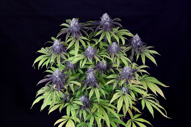 Peyote Wi-Fi CBD 2:1 Feminised - Seedsman - Collectible Botanical Beans