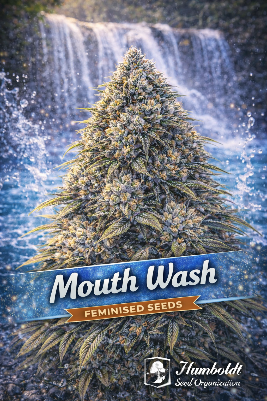 Mouth Wash Feminised cannabis plant with dense frosty buds and yellow-green tones, set against a bright waterfall and water-splash background, featuring bold strain branding and the Humboldt Seed Organization logo.