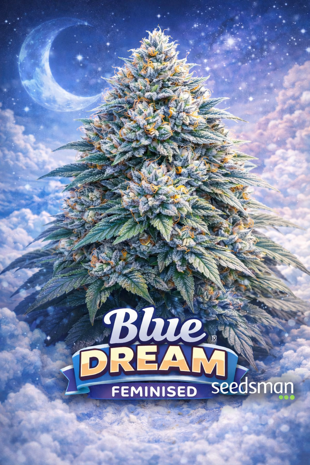 blue dream feminised cannabis plant with frosty blue-green buds, dreamy night sky background with crescent moon and stars, seedsman logo in corner