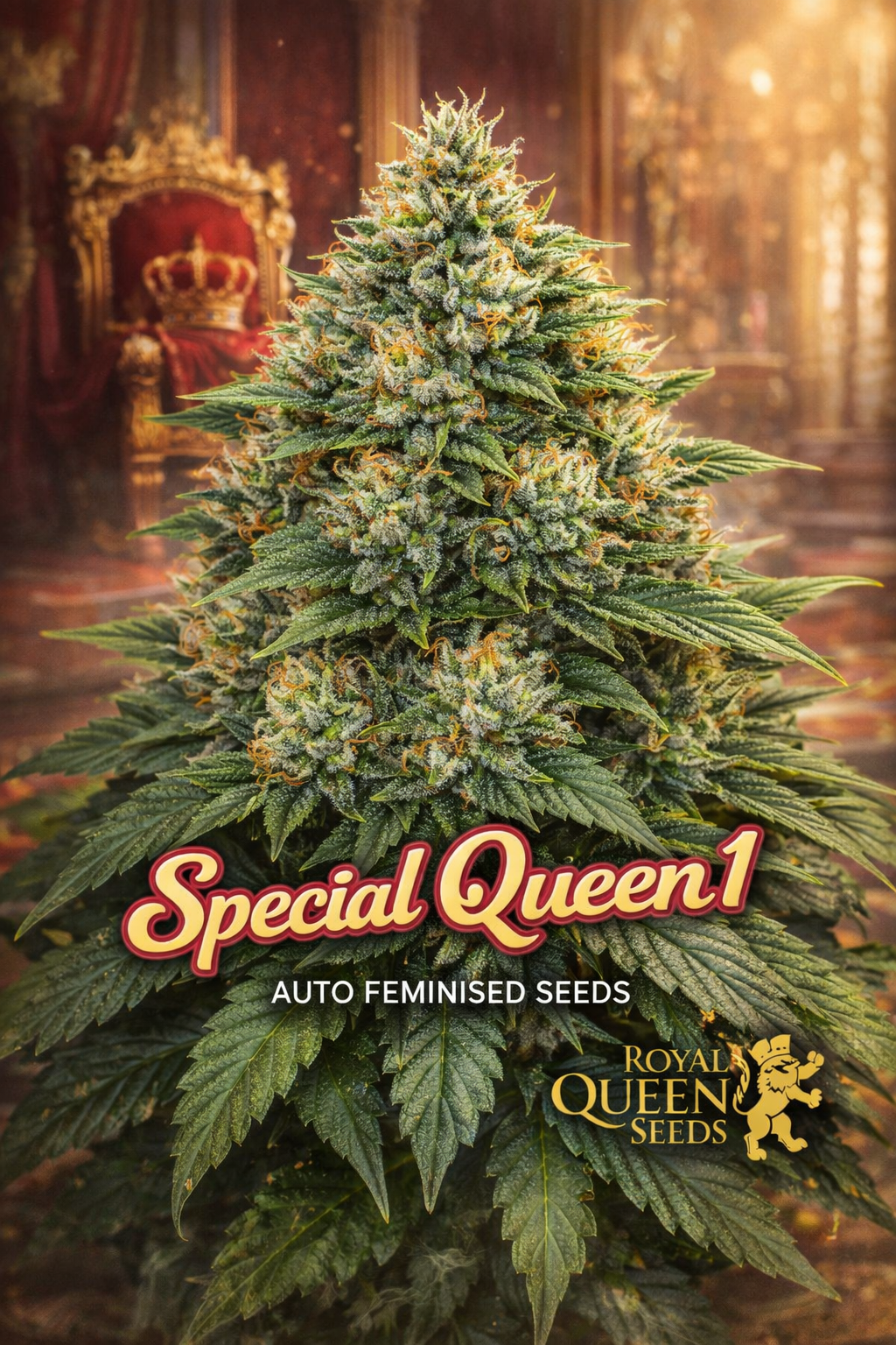 Special Queen 1 Auto cannabis plant with dense frosty green buds and orange pistils, set in front of a royal palace interior featuring a red velvet throne and golden crown, with the strain name in bold red-and-gold lettering and the Royal Queen Seeds logo.